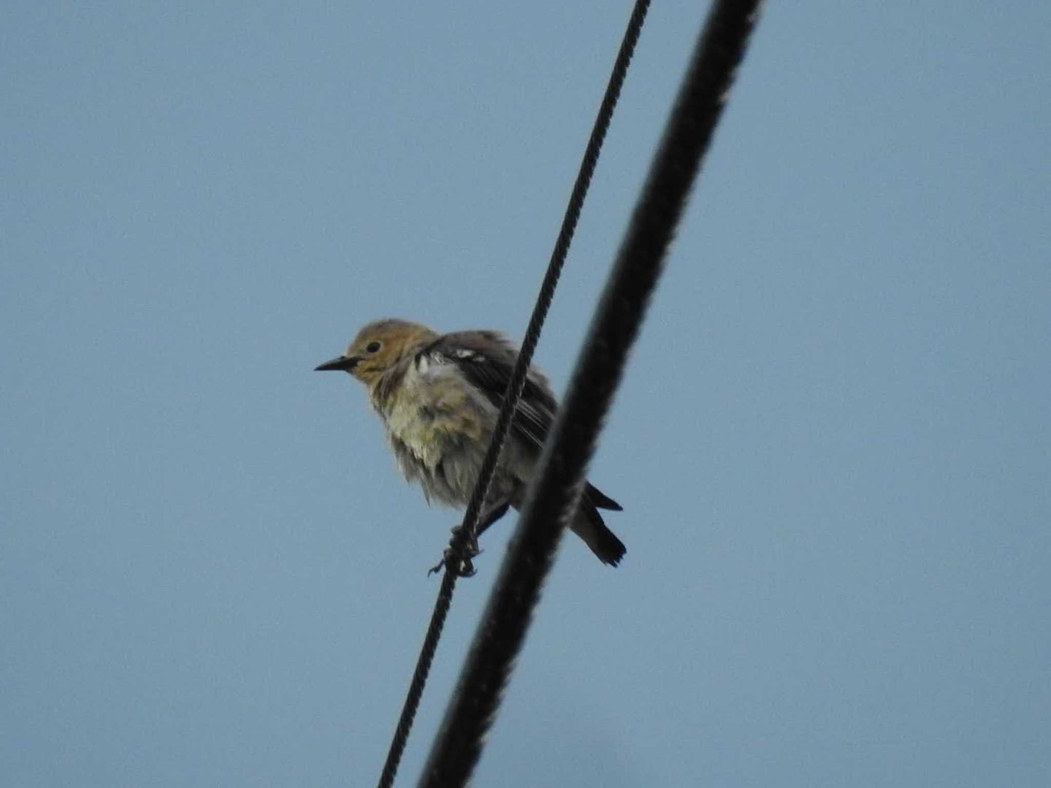 Chestnut-cheeked Starling