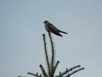 Lesser Cuckoo ひるがの高原(蛭ヶ野高原) Sun, 5/23/2021