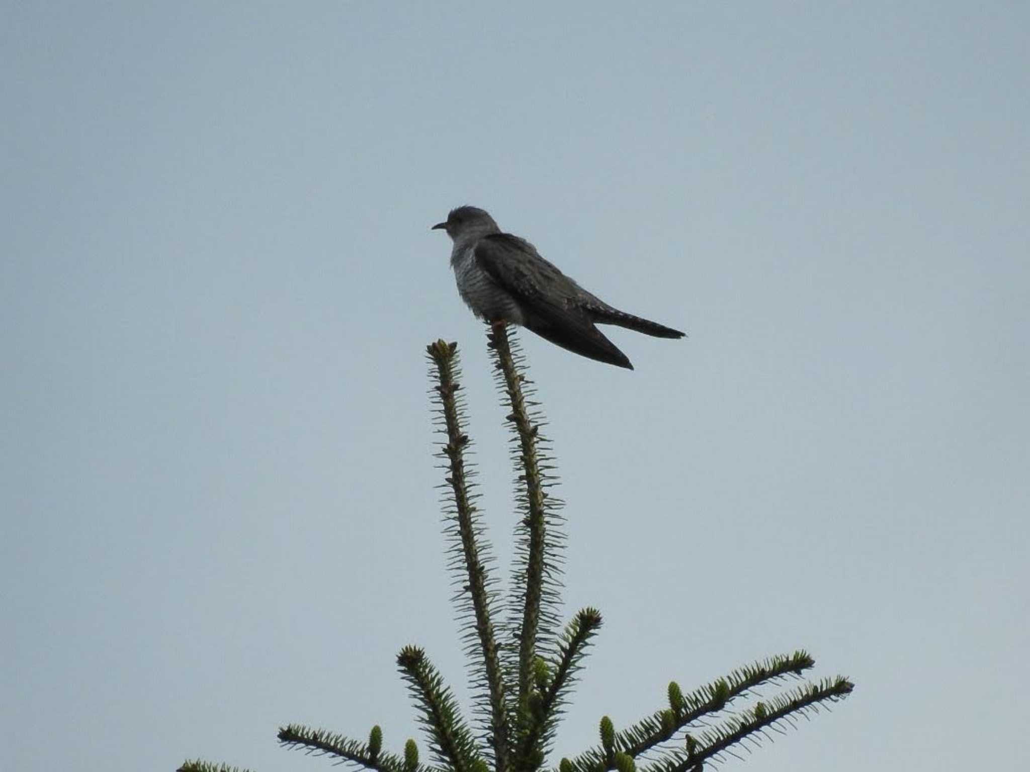 Lesser Cuckoo