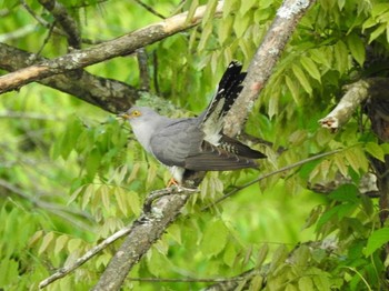 2021年5月23日(日) ひるがの高原(蛭ヶ野高原)の野鳥観察記録