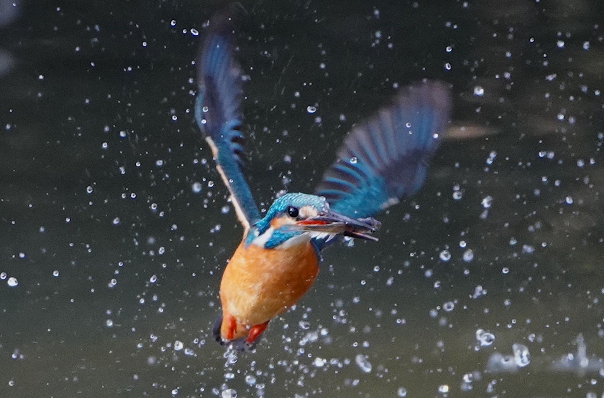 千里南公園 カワセミの写真