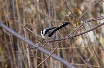2023年3月4日(土) 千里南公園の野鳥観察記録