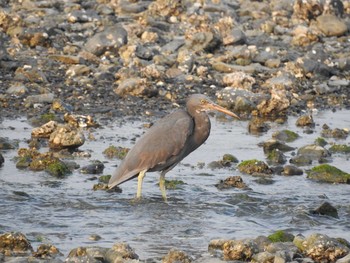 Mon, 4/30/2018 Birding report at 福岡県北九州市門司区