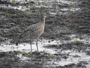 チュウシャクシギ 福岡県北九州市門司区 2018年4月30日(月)