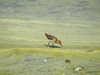 2021年8月8日(日) 愛知県西尾市の野鳥観察記録