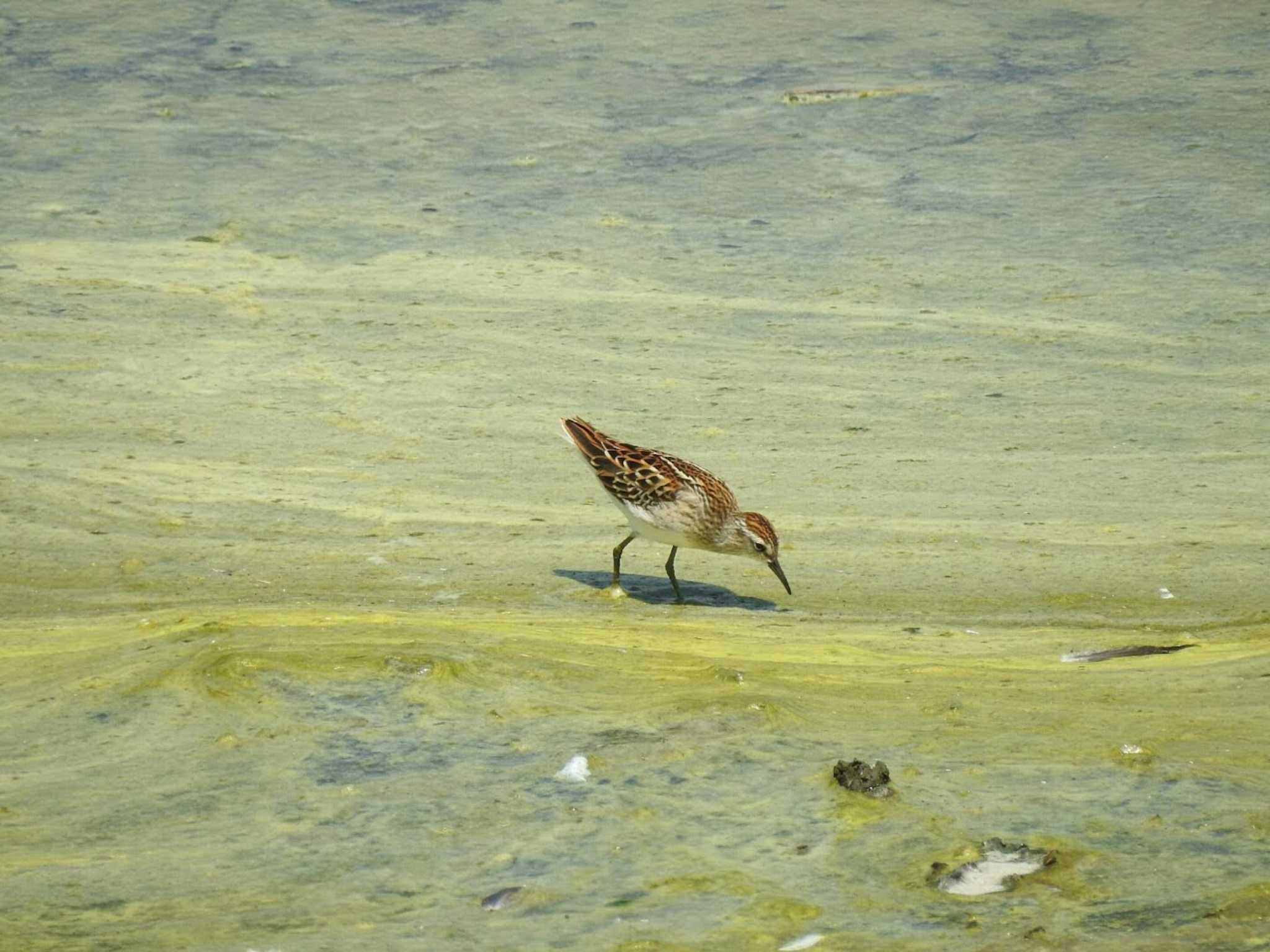 愛知県西尾市 ウズラシギの写真