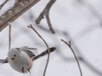 2023年3月4日(土) 西岡公園(西岡水源地)の野鳥観察記録