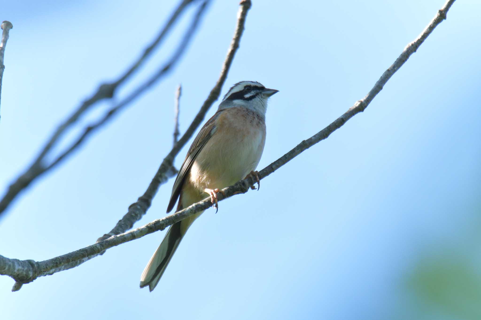 Meadow Bunting