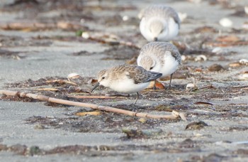 トウネン ふなばし三番瀬海浜公園 2023年3月4日(土)