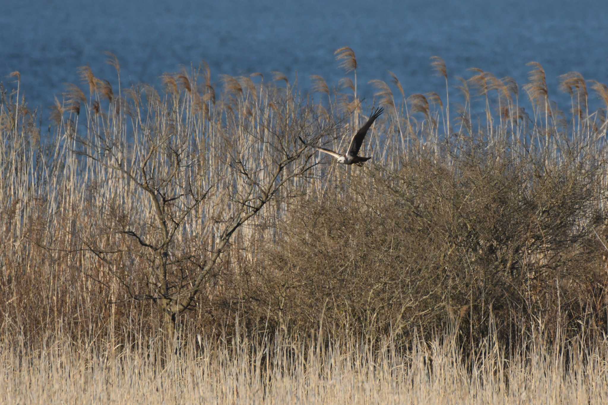 Eastern Marsh Harrier