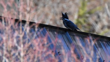 2023年3月4日(土) 山梨県北杜市の野鳥観察記録