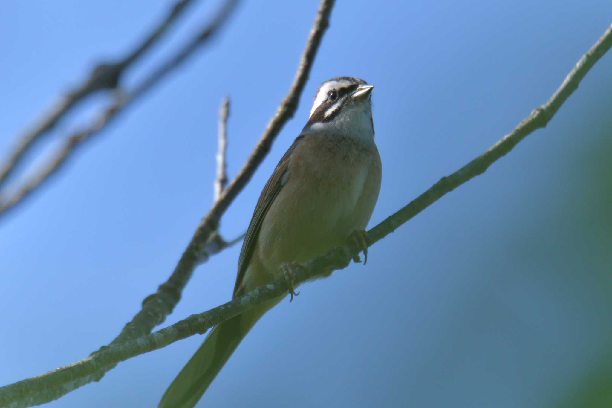 Meadow Bunting