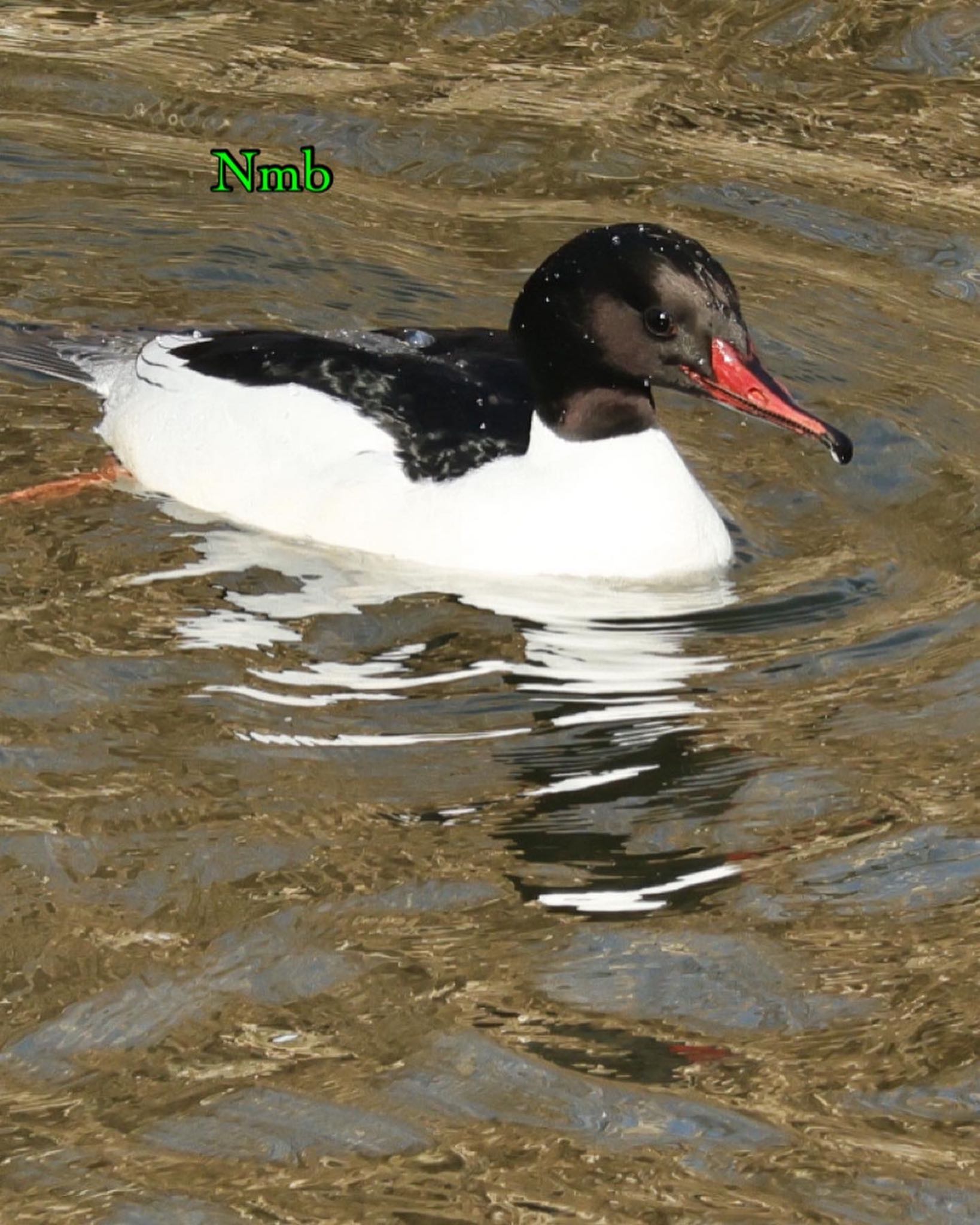 Photo of Common Merganser at  by soul.number.358