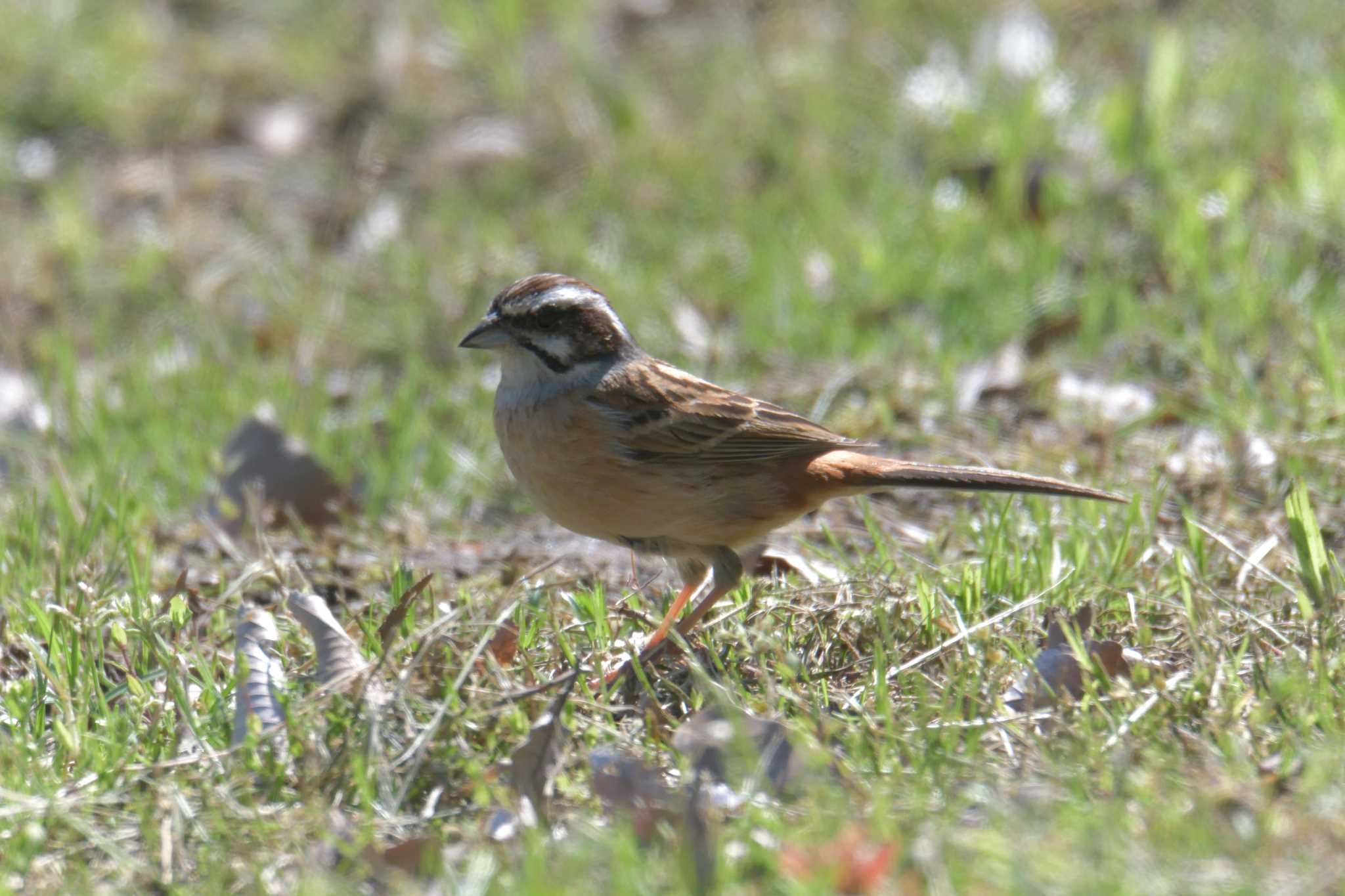 Meadow Bunting