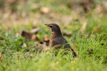 ハチジョウツグミ 京都府立植物園 2023年3月4日(土)