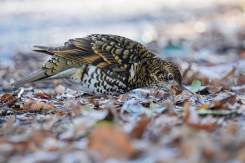 White's Thrush Akigase Park Sat, 2/11/2023