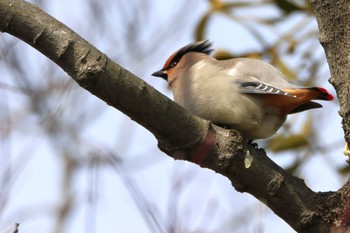 2023年3月4日(土) 湖北野鳥センターの野鳥観察記録