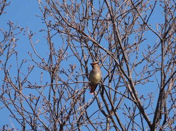 ヒレンジャク 東京港野鳥公園 2023年3月4日(土)