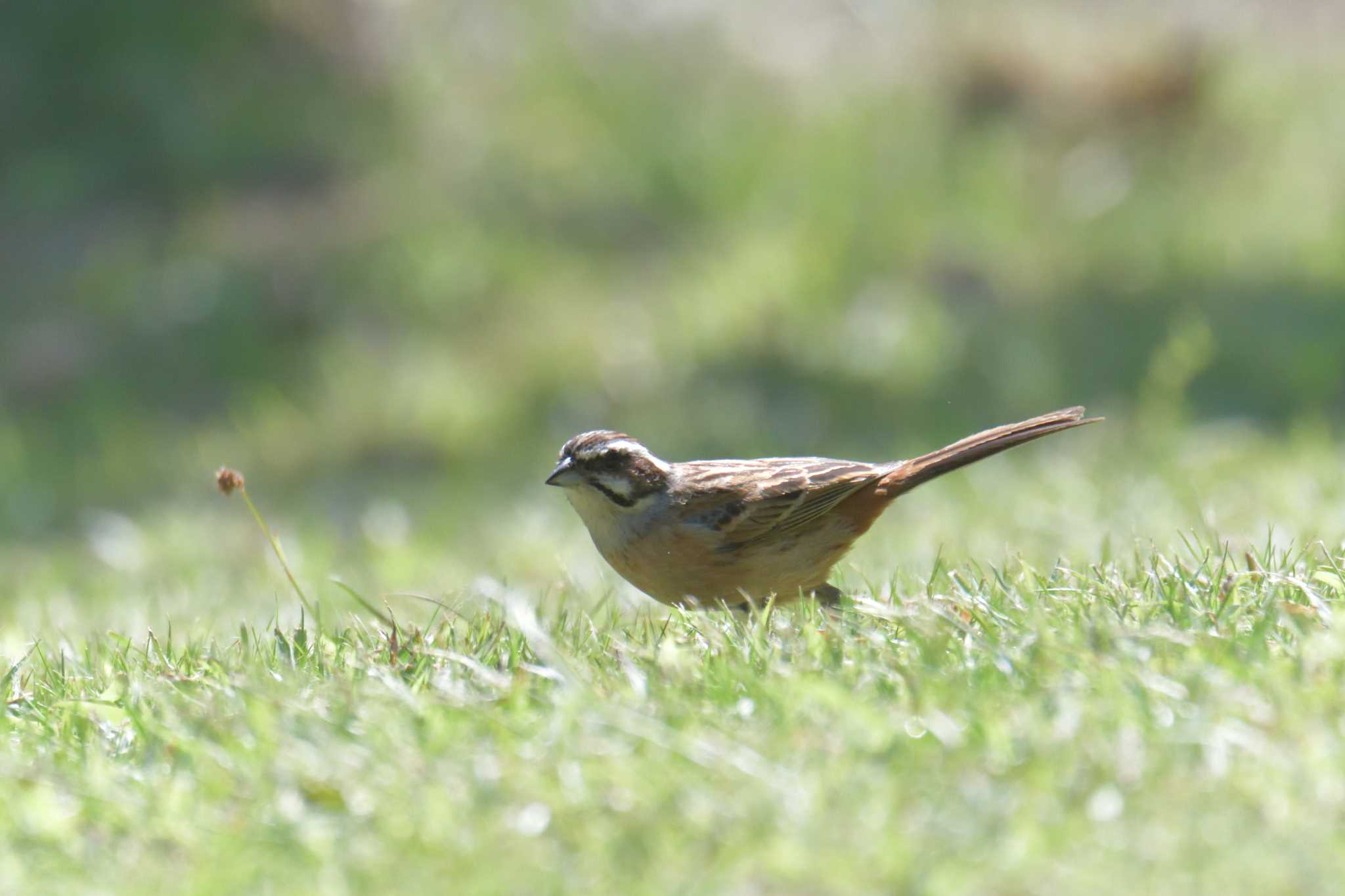 Meadow Bunting