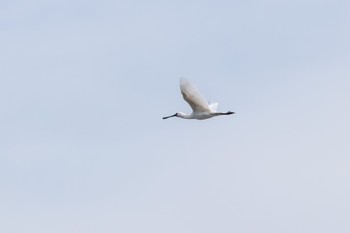 Black-faced Spoonbill 曽根干潟(曾根干潟) Sat, 3/4/2023