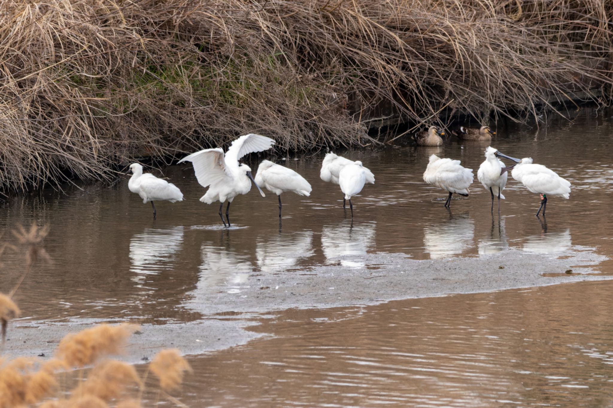 Photo of Black-faced Spoonbill at 曽根干潟(曾根干潟) by そいぎんた