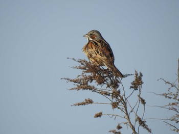 Chestnut-eared Bunting 福岡県北九州市小倉南区 Tue, 5/1/2018