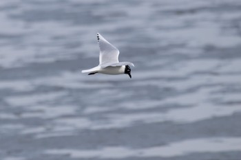 Saunders's Gull 曽根干潟(曾根干潟) Sat, 3/4/2023