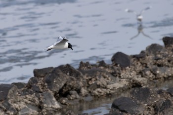 Saunders's Gull 曽根干潟(曾根干潟) Sat, 3/4/2023