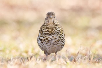 トラツグミ 秋ヶ瀬公園 2023年2月14日(火)