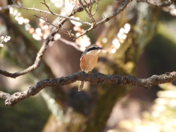 2023年3月4日(土) 新宿御苑の野鳥観察記録