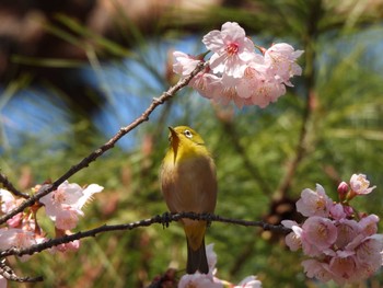 Warbling White-eye Shinjuku Gyoen National Garden Sat, 3/4/2023