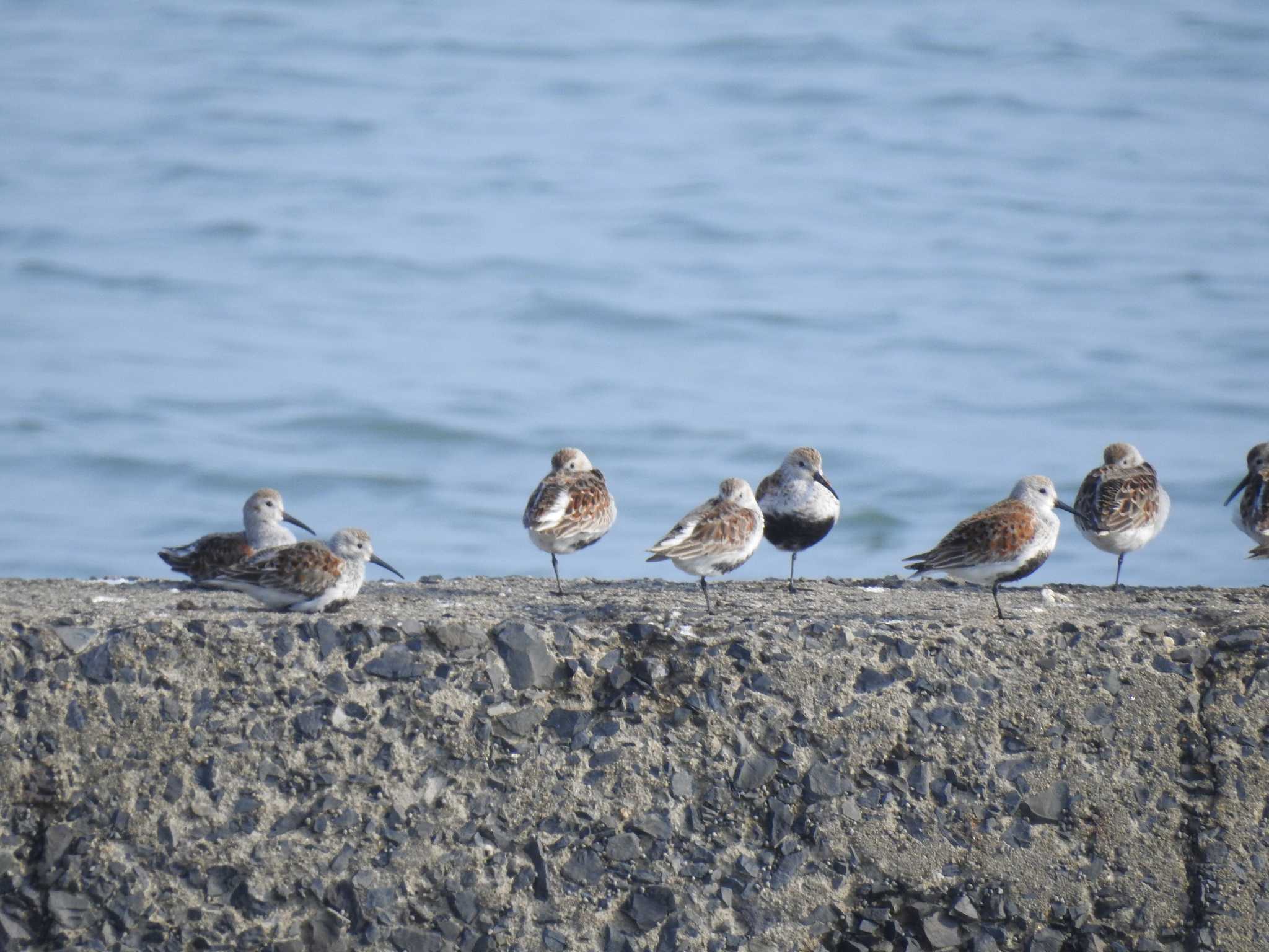 Photo of Dunlin at 福岡県北九州市小倉南区 by 禽好き