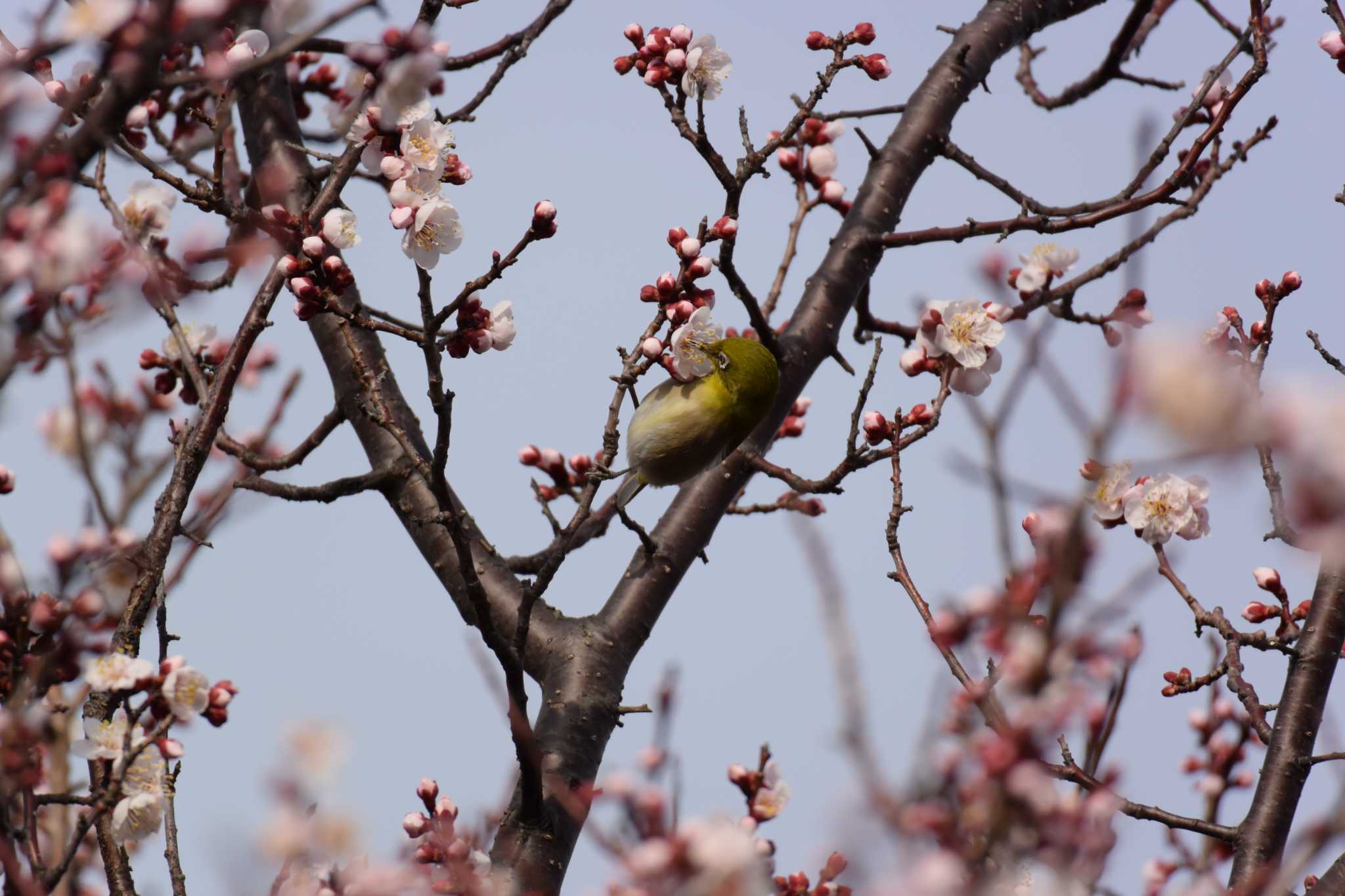 Photo of Warbling White-eye at 海蔵川 by sword-fish8240