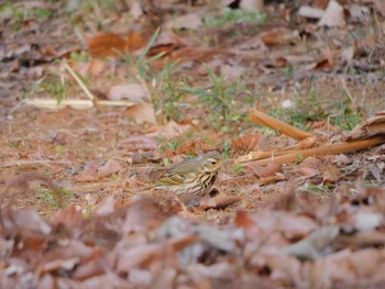 Olive-backed Pipit 東松山市 Sat, 3/4/2023