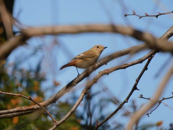 Daurian Redstart 東松山市 Sat, 3/4/2023