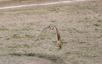 コミミズク 江戸川 2023年3月4日(土)