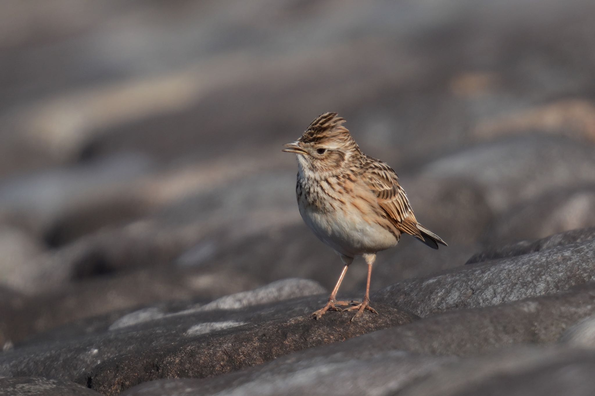 Photo of Eurasian Skylark at 狭山湖 by アポちん