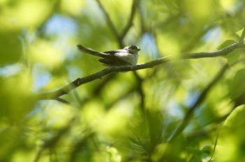 2018年5月5日(土) 三頭山の野鳥観察記録