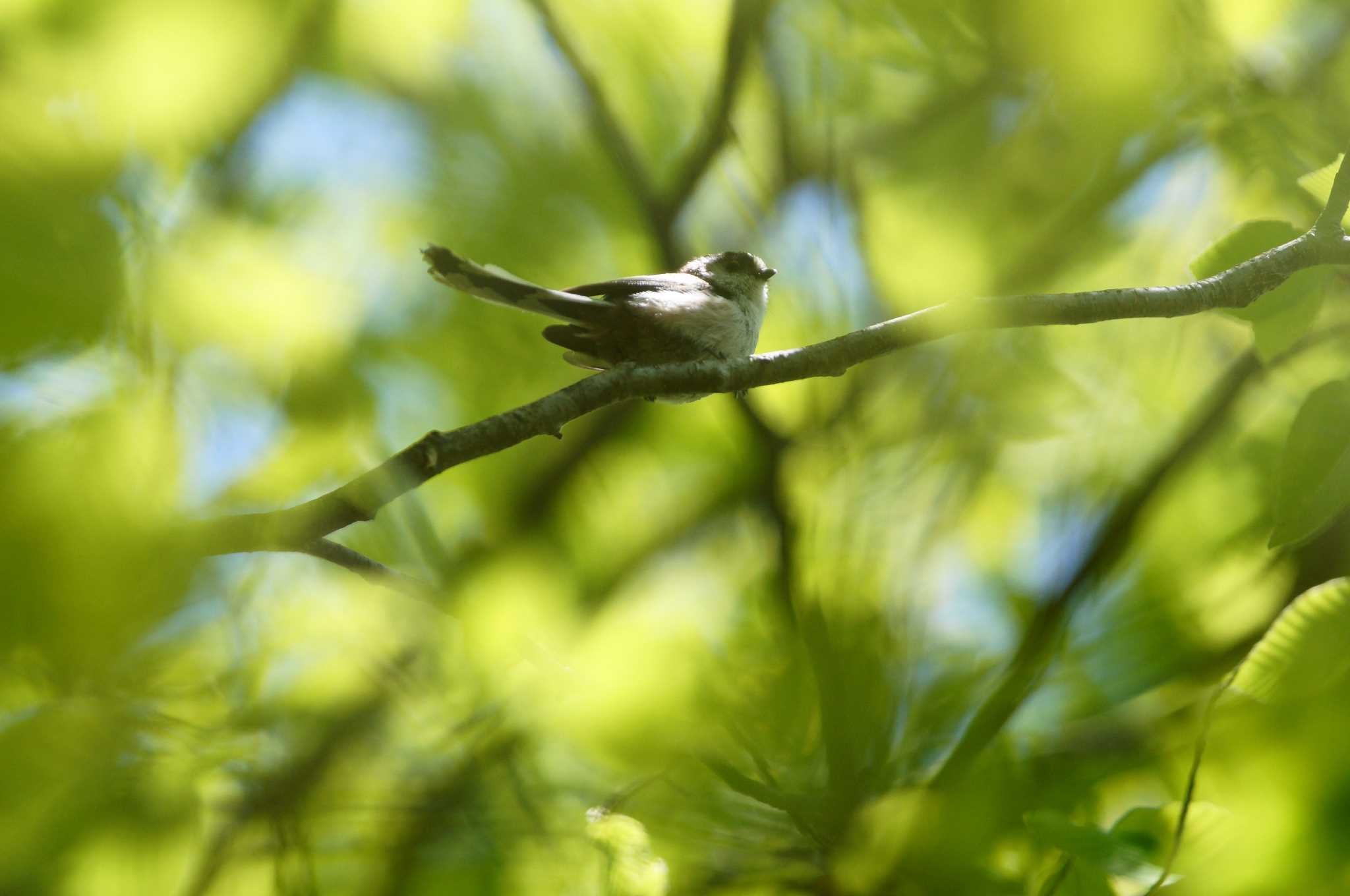 Long-tailed Tit