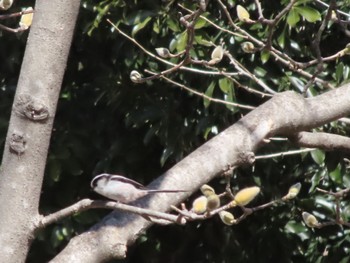 Long-tailed Tit 伊勢崎市みらい公園 Sat, 3/4/2023