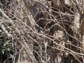 Japanese Pygmy Woodpecker 伊勢崎市みらい公園 Sat, 3/4/2023