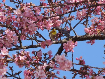 Warbling White-eye 伊勢崎市みらい公園 Sat, 3/4/2023