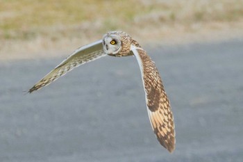 Short-eared Owl 江戸川(三郷) Thu, 2/23/2023