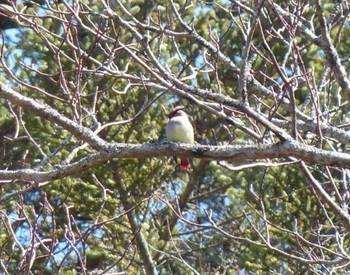 Japanese Waxwing 軽井沢 Sat, 3/4/2023