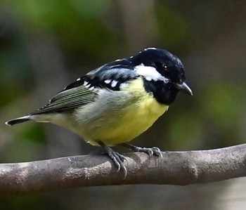 Yellow-bellied Tit Unknown Spots Sat, 3/4/2023