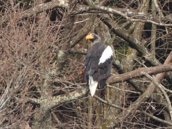 2023年2月26日(日) 湖北野鳥センターの野鳥観察記録