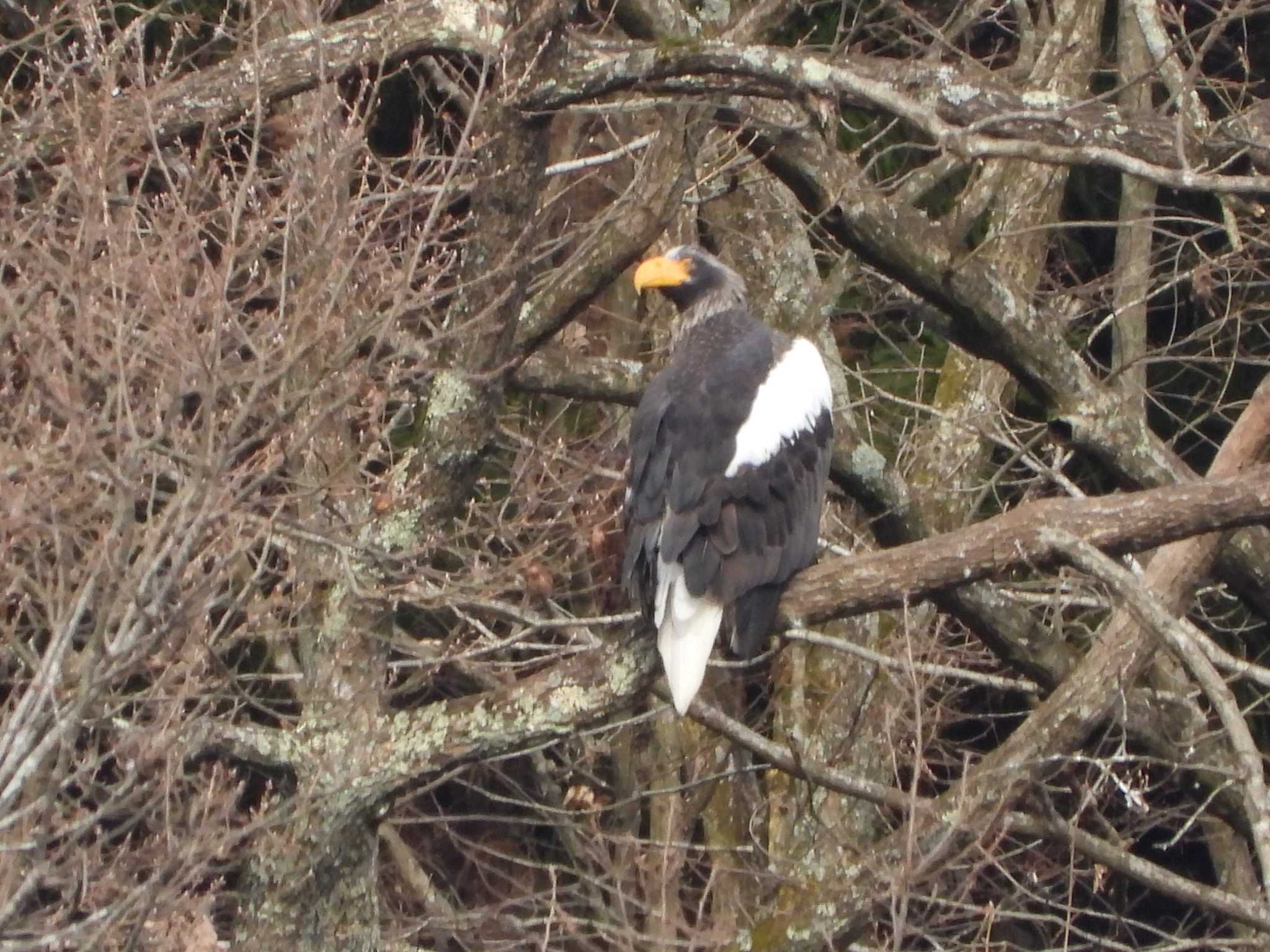 Steller's Sea Eagle