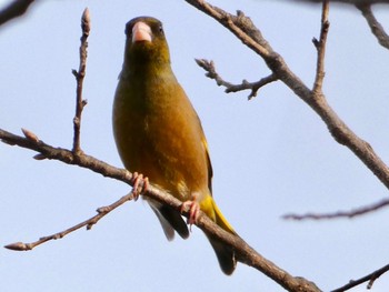 Grey-capped Greenfinch 彩湖・道満グリーンパーク Sat, 3/4/2023