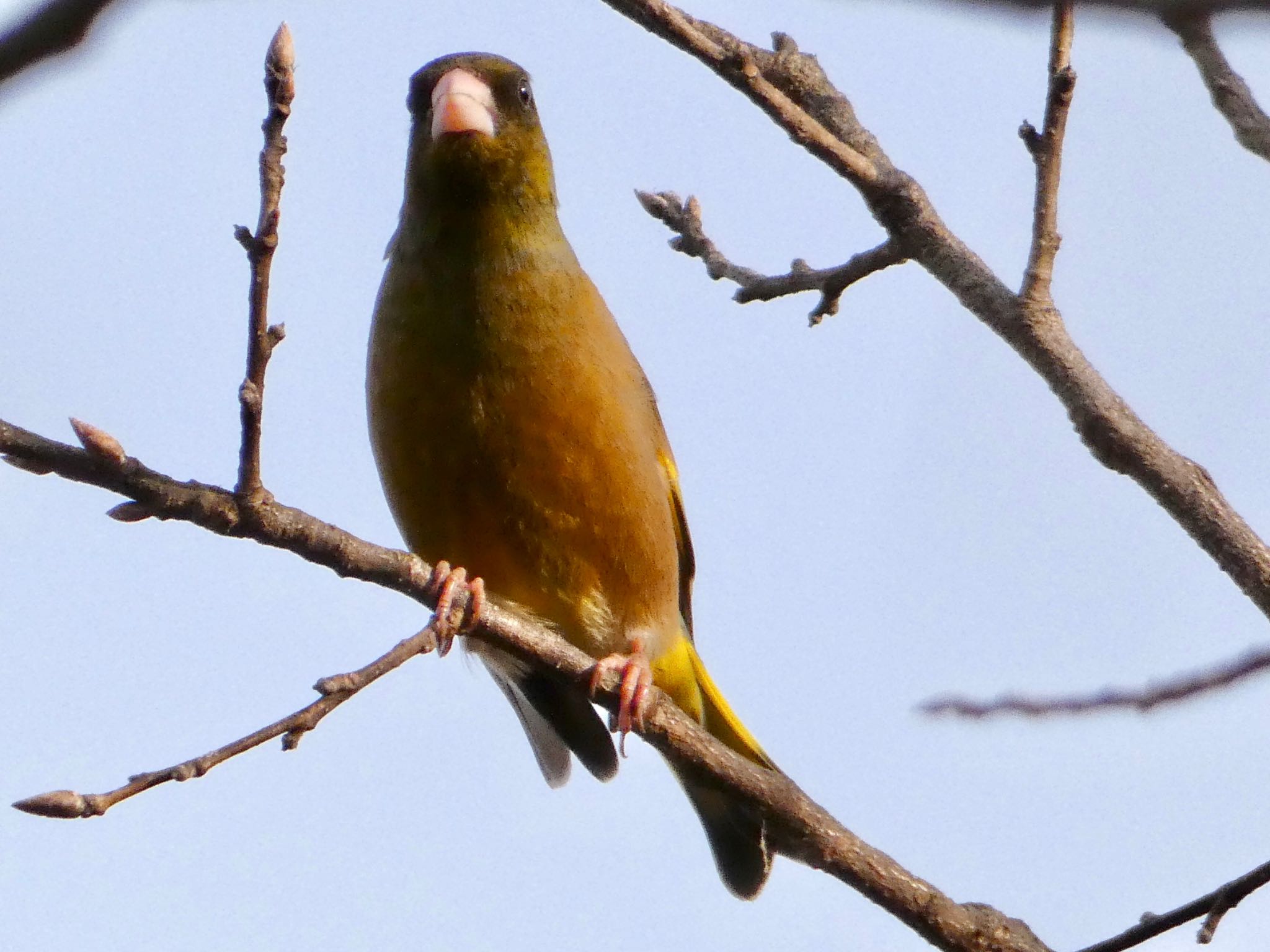 Photo of Grey-capped Greenfinch at 彩湖・道満グリーンパーク by sol51