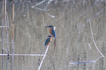 カワセミ 東京港野鳥公園 2023年3月4日(土)